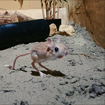 Lesser Egyptian jerboa - De Zonnegloed - Animal park - Animal refuge centre 